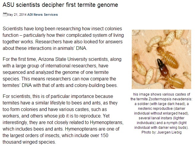 Termite Genome