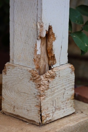 termite repair
