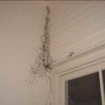 swarmng termites san leandro ca